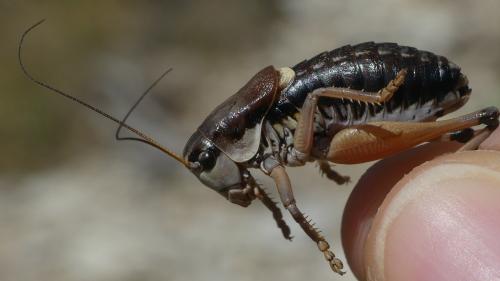 Anonconotus ghiliani
